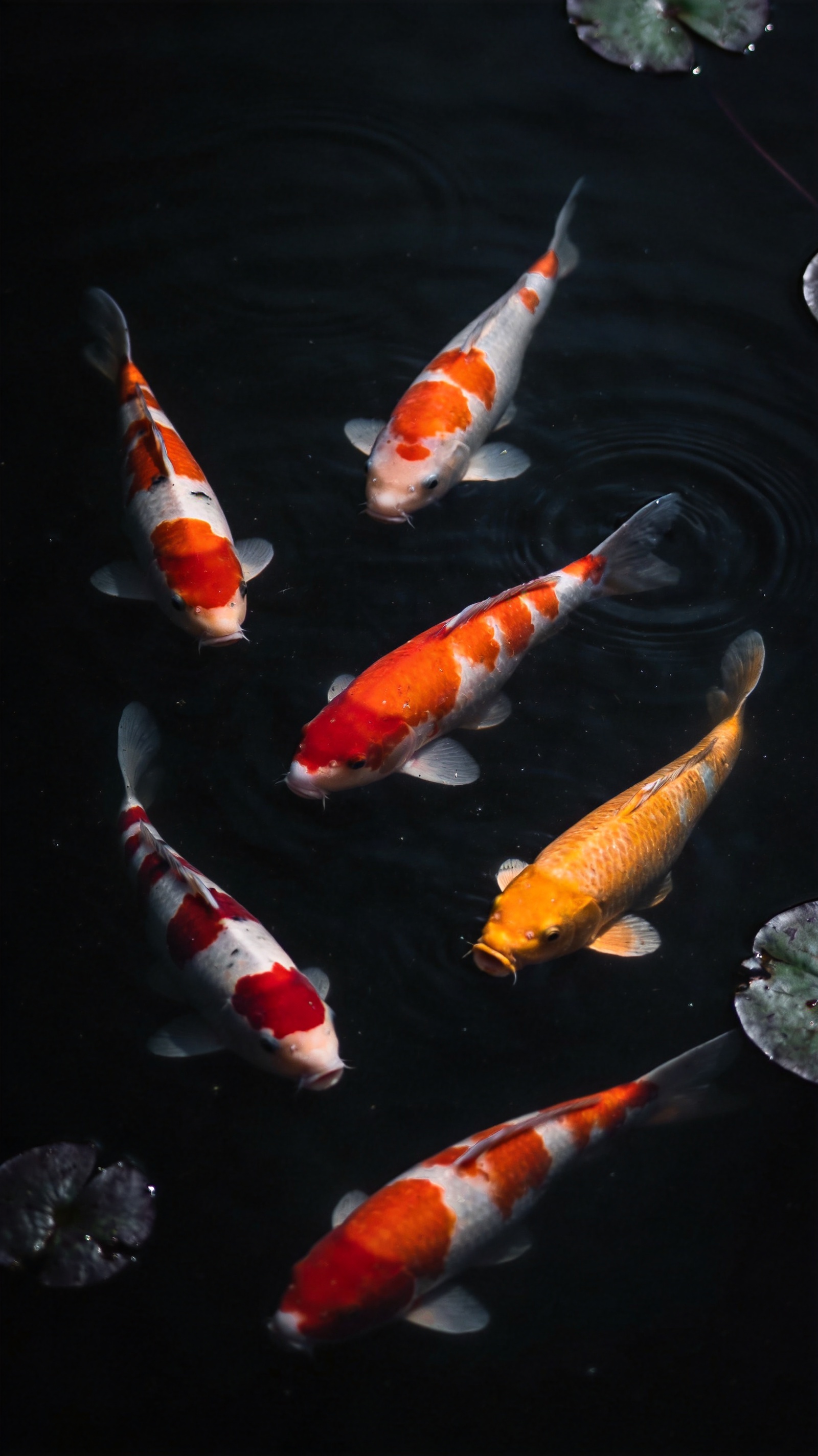 Overhead view of koi fish with orange and red markings drifting through near-black pond water.