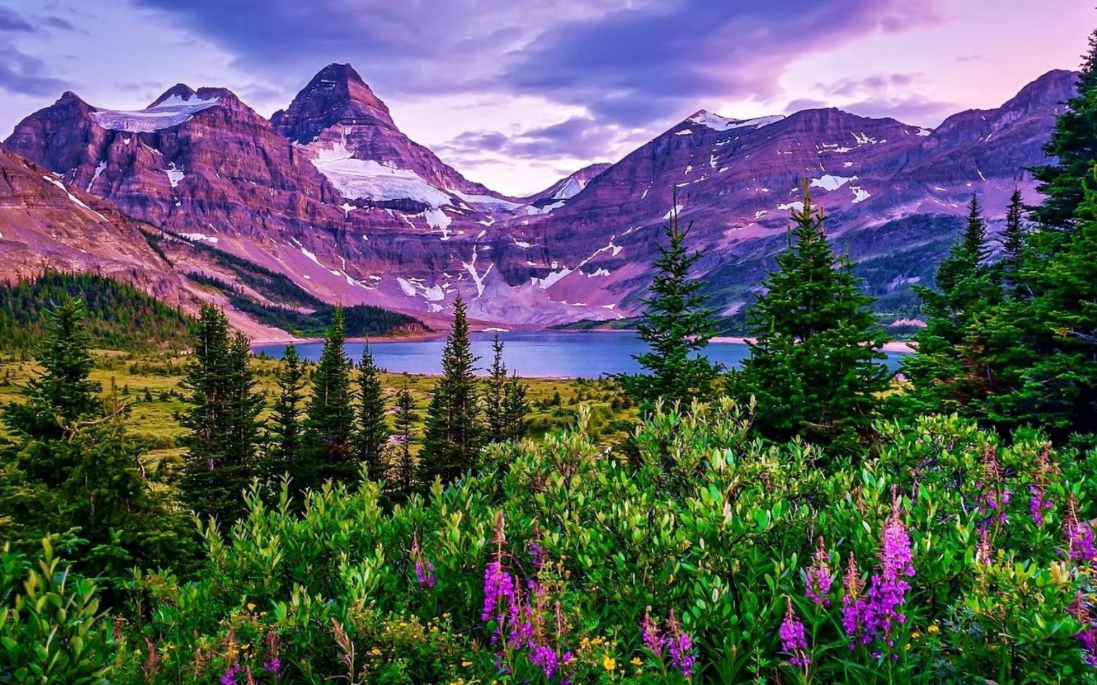 Purple alpine peaks and a small blue lake above a foreground meadow of magenta fireweed at dusk.
